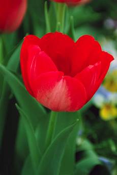 Tulips Picture by You Ll Be Fascinated To The Real Meaning Of Tulips Picture