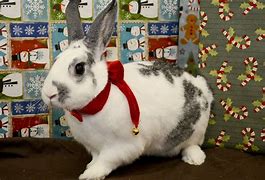 Image result for Cutest Bunny in Da World