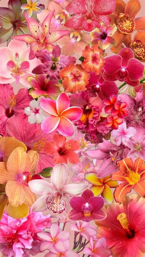 Sunset Flowers🌅 in 2024 | Schöne blumen, Hintergrundbilder, Hintergrund ...