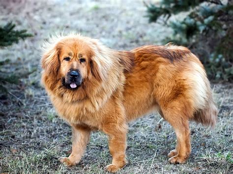 Big Fluffy Dog Breeds That Look Like Bears at Jeremy Dullo blog