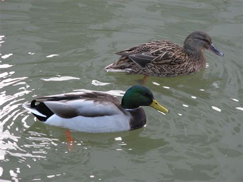 Additional Delaware Deer Hunting Seasons Open in January, As Numerous ...