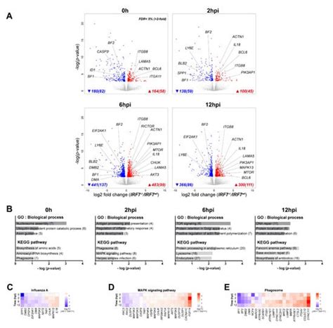 Knockout of IRF7 Highlights its Modulator Function of Host Response ...