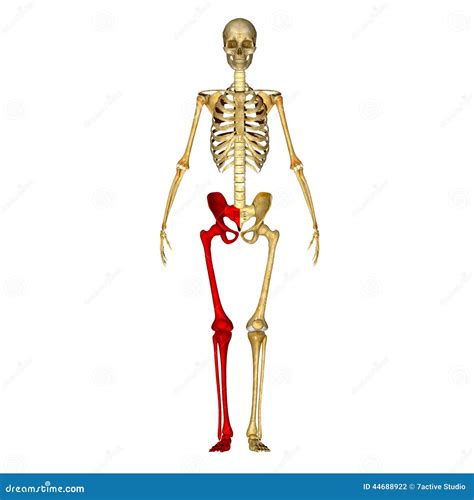 Esqueleto: Huesos De La Pierna Stock de ilustración - Ilustración de ...