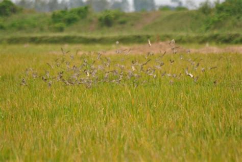 Image result for Birds Exploding From Rice