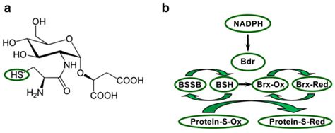 Thiol Reductases in Deinococcus Bacteria and Roles in Stress Tolerance