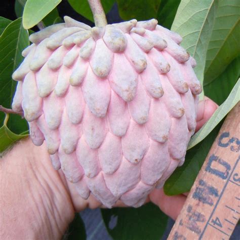 Lisa Atemoya Fruit Plant (Annona cherimola x squamosa) – veliyathgardens