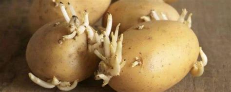土豆发芽怎么种 - 花百科