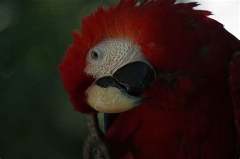 Wildlife Observation Journal: Coati, agouti, iguanas, and captive animals on a resort - Quintana ...