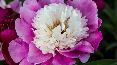 22 Beautiful Flowers That Start with P - A-Z Animals