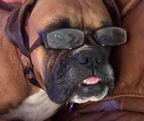 Boxer Dogs Throw Up 的图像结果