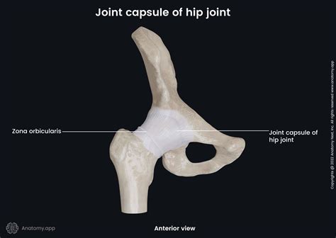 Hip joint | Anatomy.app