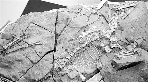 侏罗纪蜥脚恐龙：大山铺龙 身长17米(发现于中国自贡)_探秘志