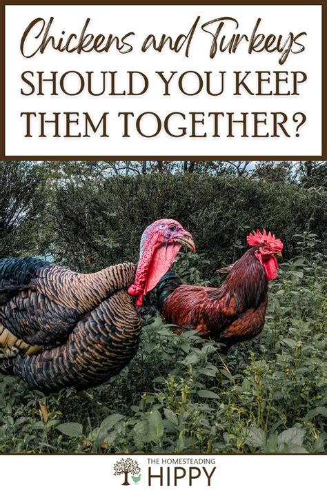 5 tips for turkeys in cold weather – Artofit