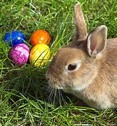 Image result for Mini Easter Bunny