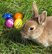 Image result for Basic Easter Bunny