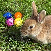Image result for Chocolate Easter Bunnies