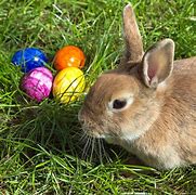 Image result for Happy Easter Baby Bunnies