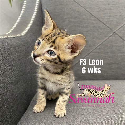 F3 Savannah Cats - iwannasavannah.com