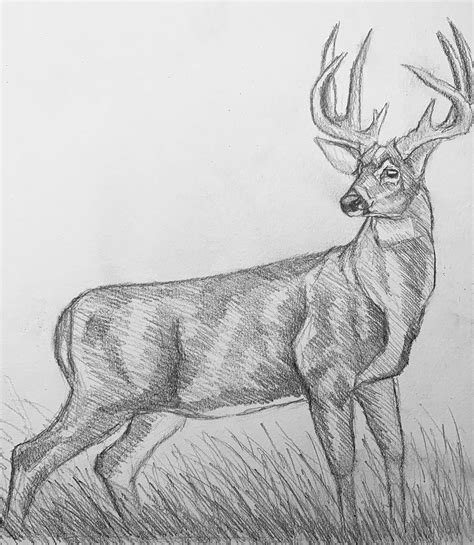 Image result for Buck Drawing Tutorial