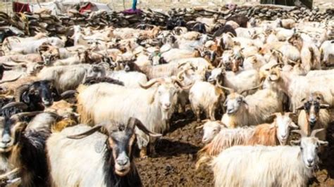 First check animals and then sacrifice them government made plan Bakrid ...