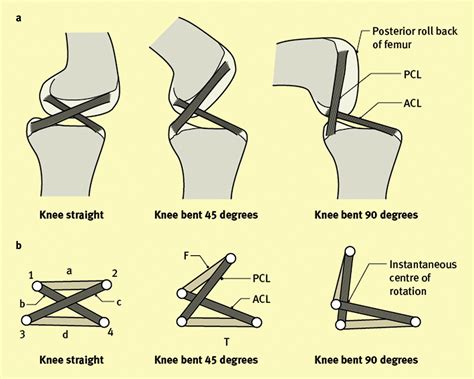 Anatomy Of Anterior Cruciate Ligament