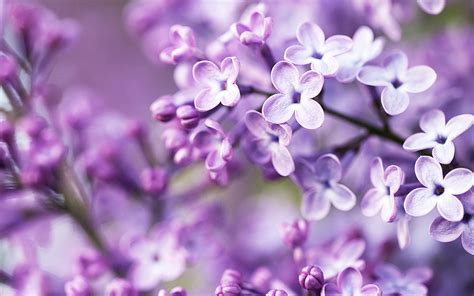Spring Purple Flowers Wallpapers | HD Wallpapers | ID #12714