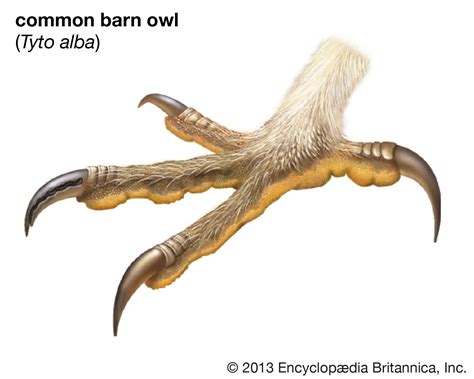 Barn owl | Species, Nocturnal Predator, & Facts | Britannica