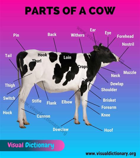 Cow Anatomy: 35 Different External Parts of a Cow (with Useful Picture ...