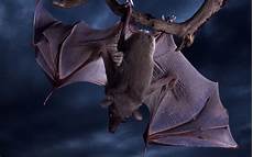 Wallpaper Bats by Bat Hd Wallpaper Background Image 1920x1200 Id Wallpaper Bats