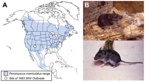 Sin Nombre Virus and the Emergence of Other Hantaviruses: A Review of the Biology, Ecology, and ...