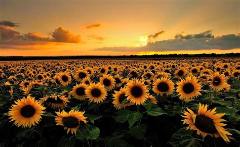 Flowers Sunset Wallpapers - Top Free Flowers Sunset Backgrounds ...