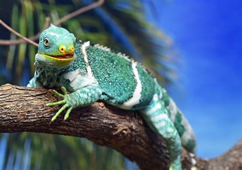 Reptile World Facts - Top 10 Fiji Crested Iguana Facts. (Brachylophus vitiensis) #iguanas # ... - habitat of iguana
