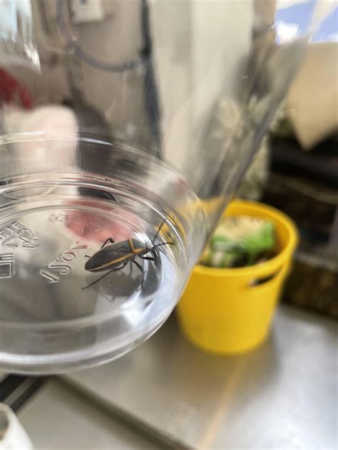 Image result for Insect V Insect