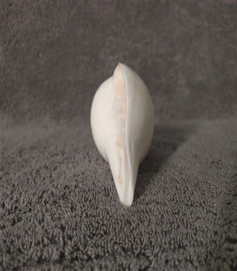 Buy Edampuri sangu / vamavarti shankh online