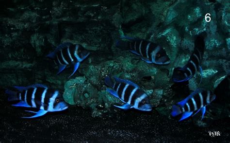 Blue Zaire Ktumba Frontosa in Wolfsburg | Tiere | Kleinanzeigen