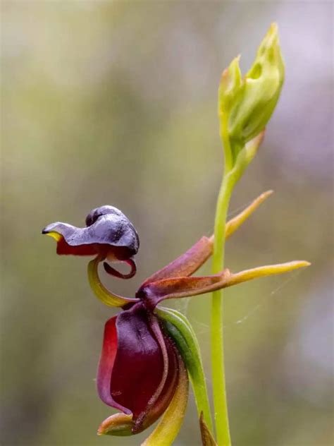 8 flowers that look like animals in disguise | Times of India