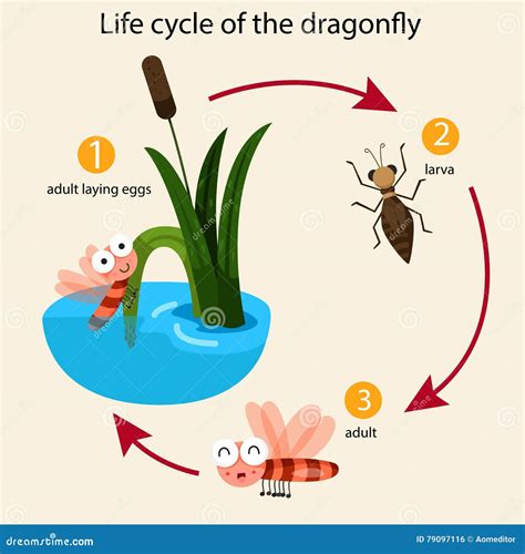 Illustrator of Life Cycle of the Dragonfly Stock Vector - Illustration ...