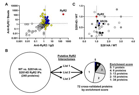 Phosphorylation-Dependent Interactome of Ryanodine Receptor Type 2 in ...