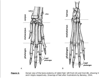 Rabbit Foot Anatomy
