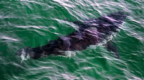 Shark attacks leave two women dead near Red Sea resort in Egypt - silive.com