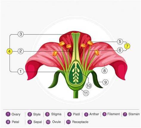 NCERT Exemplar: How do Organisms Reproduce? - Science Class 10 PDF Download
