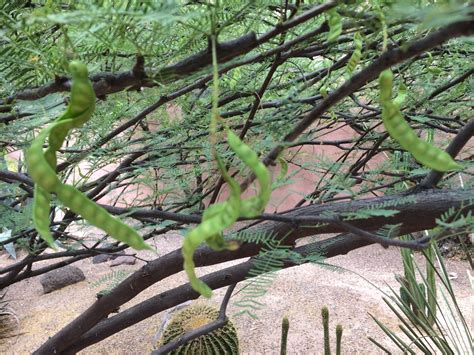 A Brief Cultural History of Mesquite - Archaeology Southwest