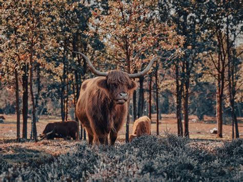 Download Majestic_ Highland_ Cow_in_ Woodland Wallpaper | Wallpapers.com