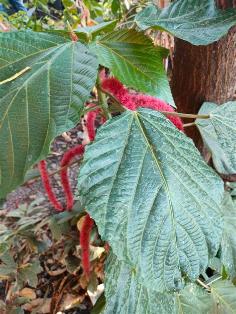 Acalypha hispida – Mapro