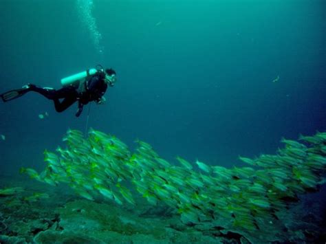 Borneo Dive Network (Miri) - All You Need to Know BEFORE You Go