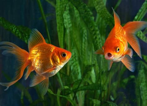 30 Gallon Goldfish Aquarium 🥡 How To Take Care of Goldfish PetMD