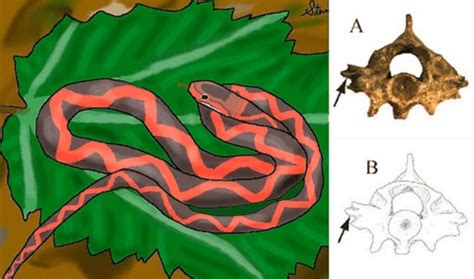 5 million-year-old fossil of winged snake discovered in Tennessee ...