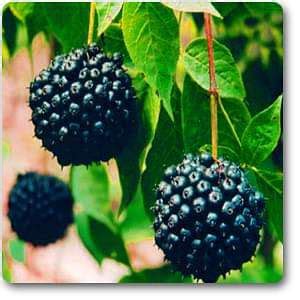 Buy Eleuthero - Plant online from Nurserylive at lowest price.