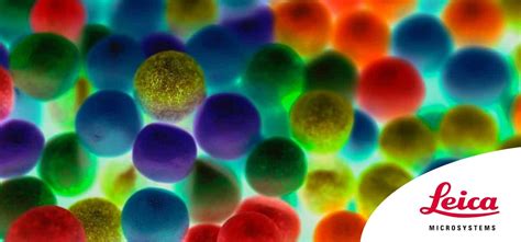 Cell Fluorescence 的图像结果