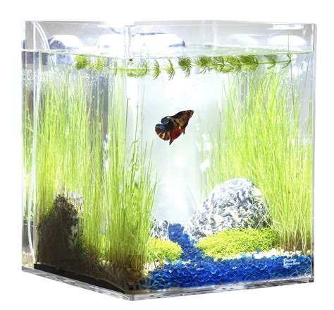 5 Gallon Fish Tanks